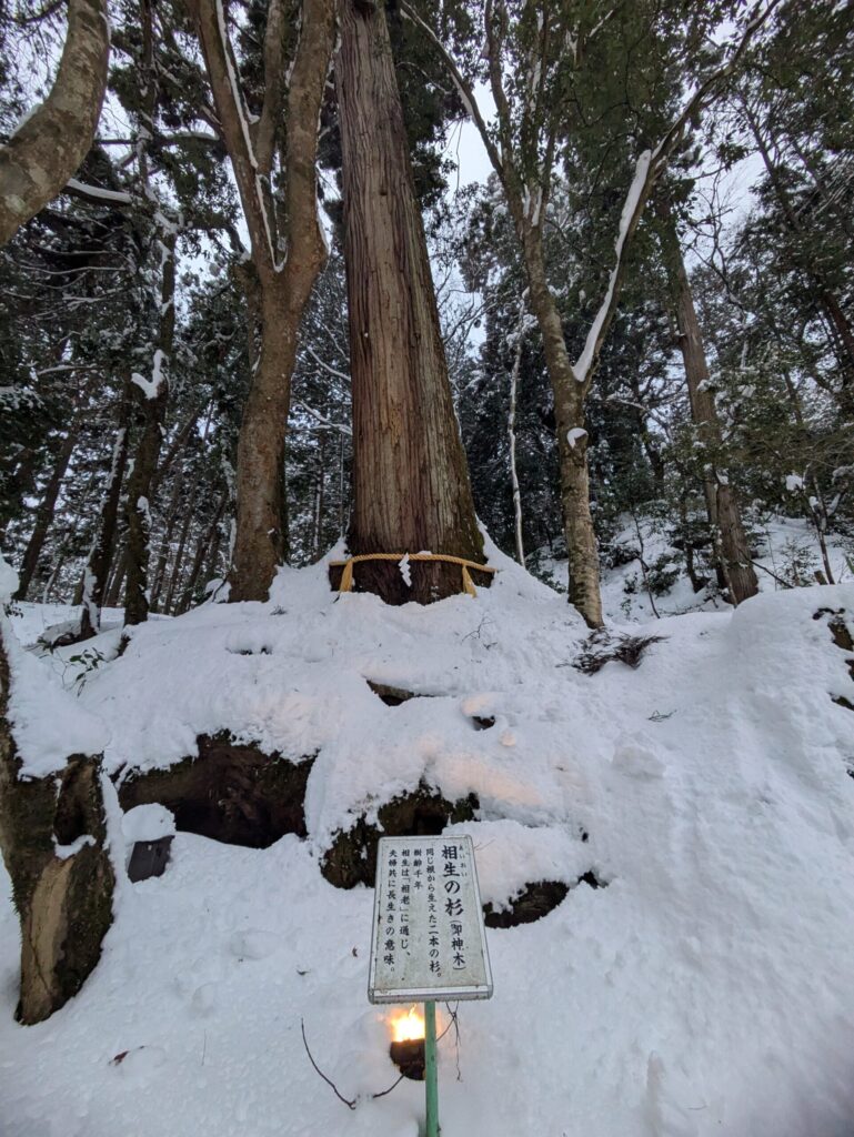 相生の杉雪景色