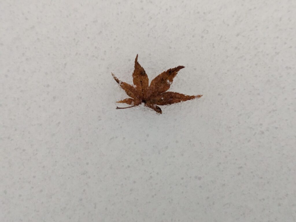 奥宮の中で取った雪の上のもみじ